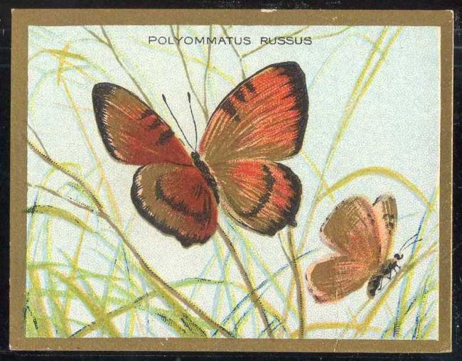 Polyommatus Russus